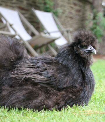 POULE SOIE NOIR - BPA CASTEL JOLLY - 2020 06 26 (19)