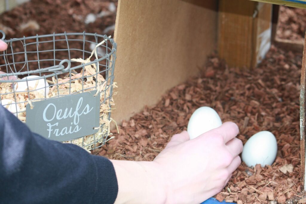 Récolte des oeufs frais dans un poulailler maison