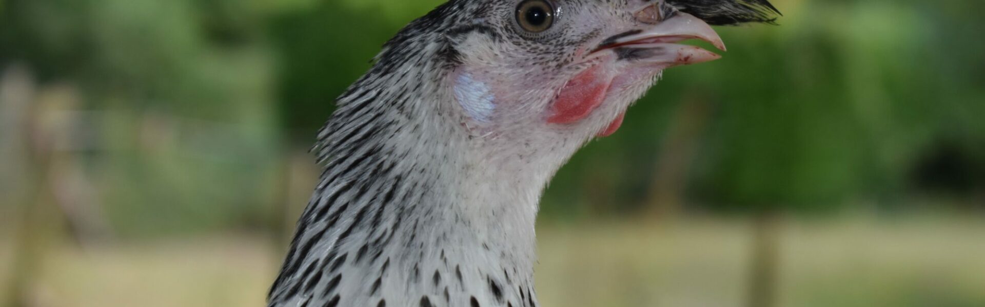 POULE APPENZELLOISE