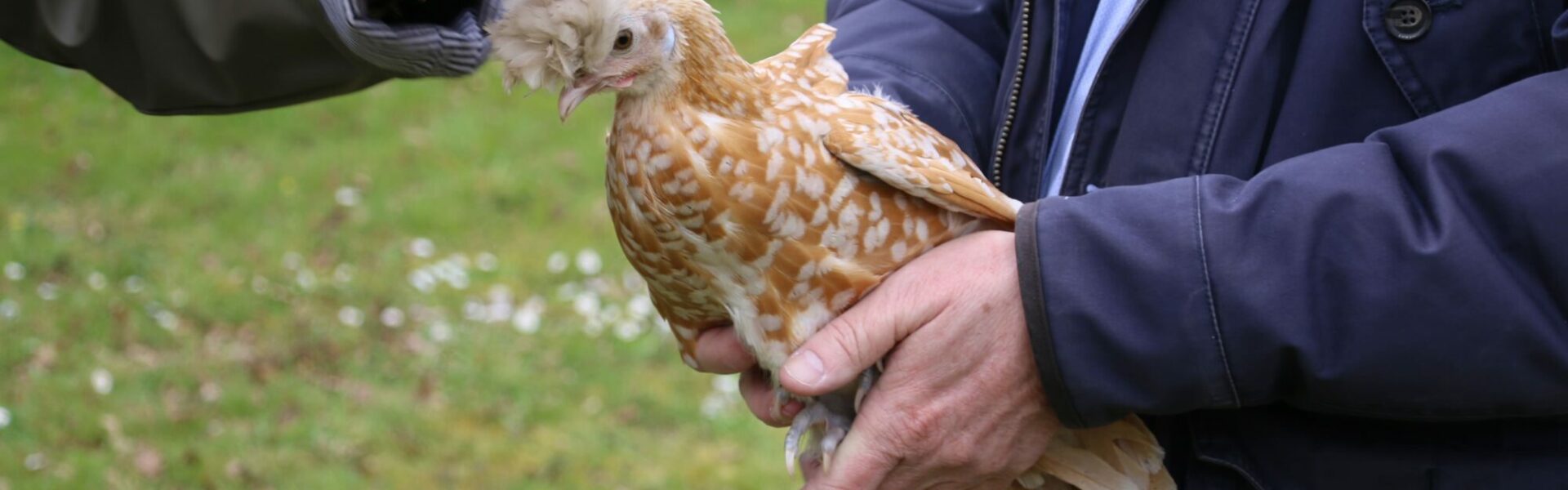 POULE APPENZELLOISE