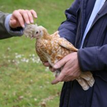 POULE APPENZELLOISE