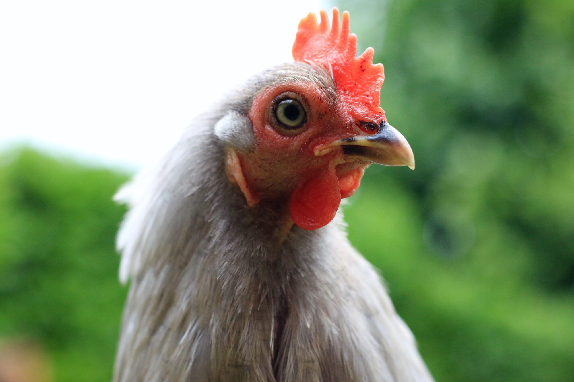 10 expressions faisant intervenir les poules Magalli