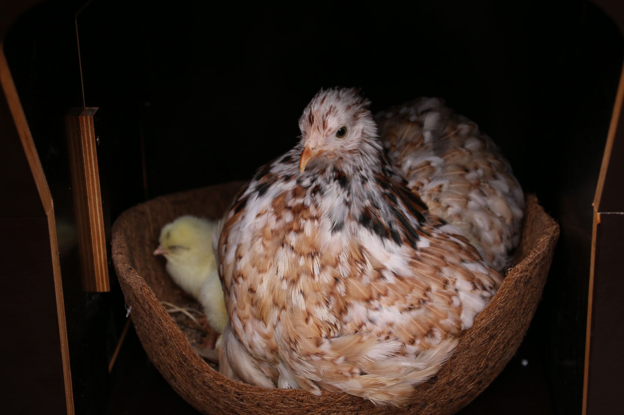 La couvaison des poules Magalli