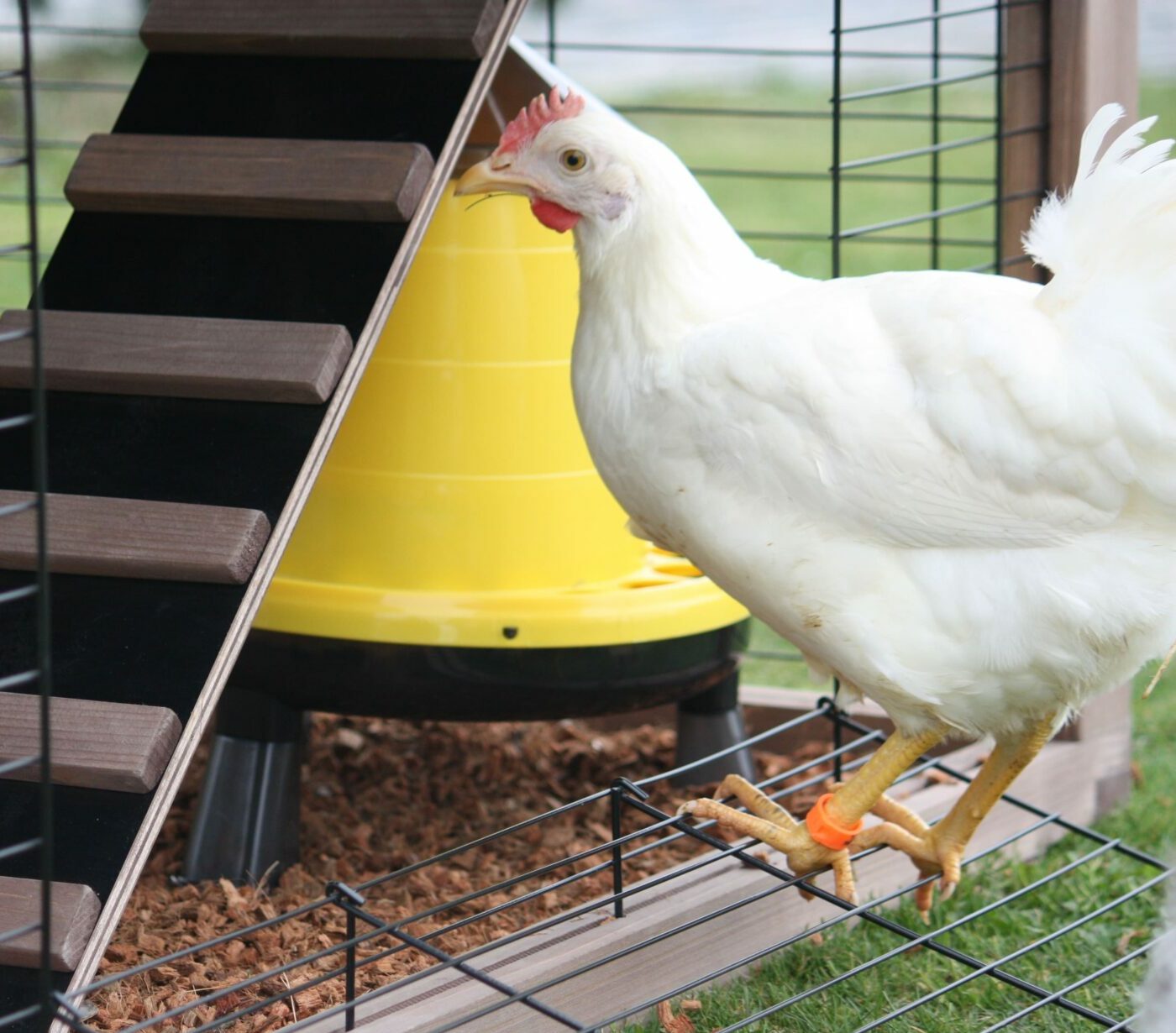 La poule Azur, une poule cosmopolite aux œufs bleus Magalli