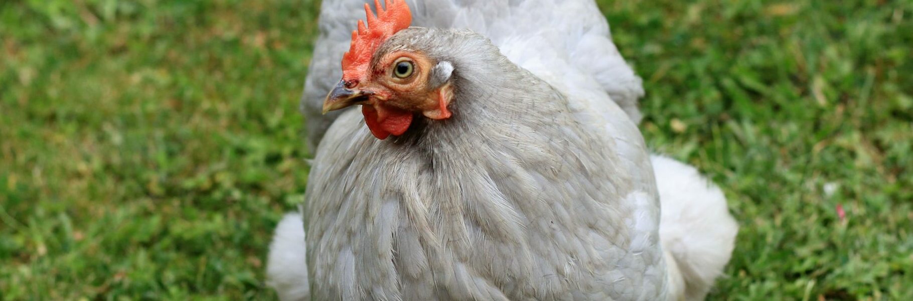 Coryza de la Poule, Traitement Naturel 