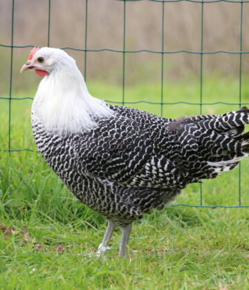 poule_braekel_-_bpa__cricri_-_210409__31_