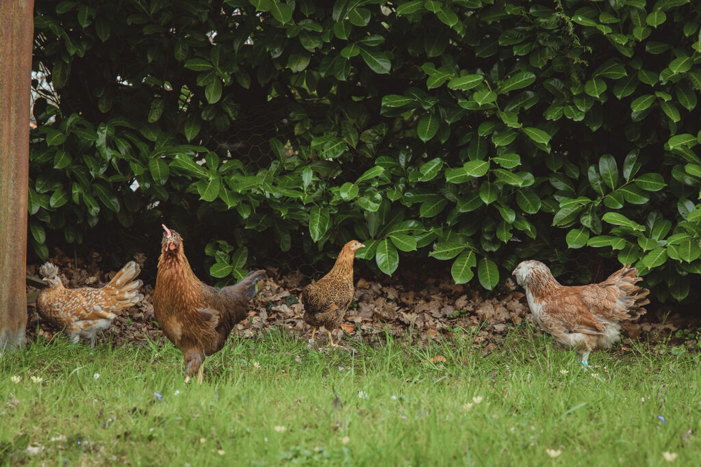 Poule déambulant dans un jardin