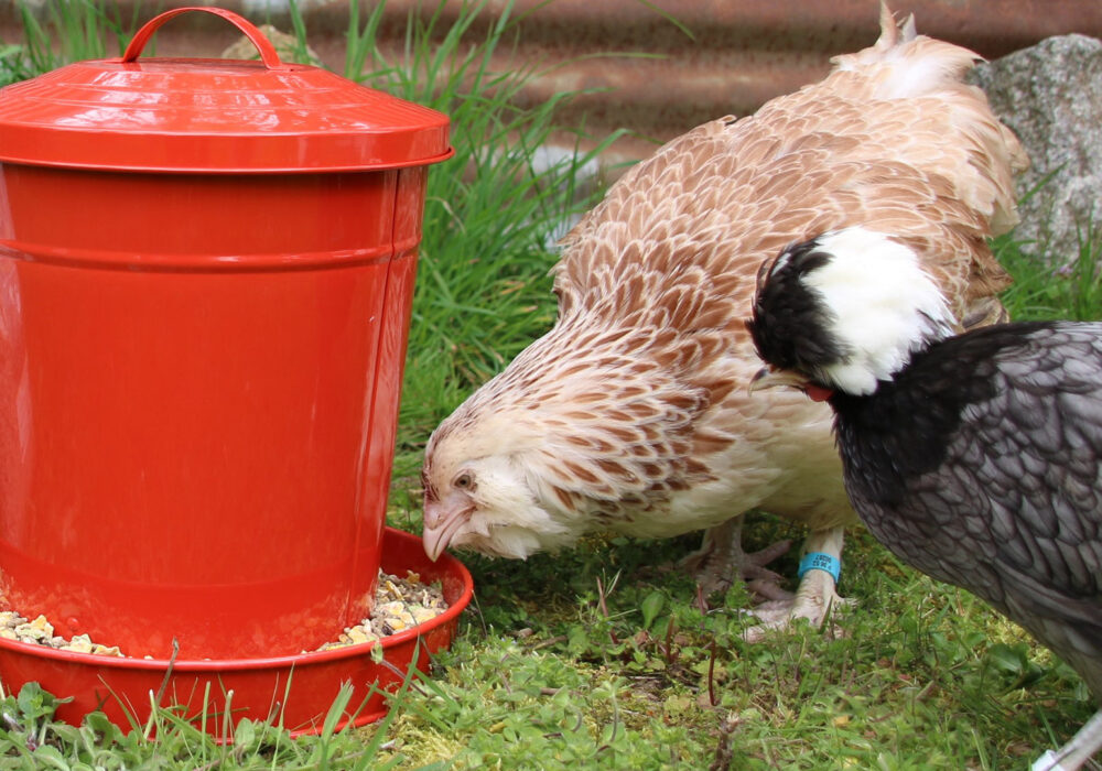 Nos aliments pour poule