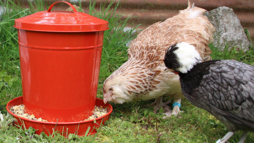 Les aliments complets et équilibrés pour poules pondeuses, ornementales et poussins.