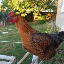 Liberty la poule de Cathy
