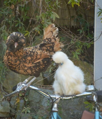 Poules d'ornement