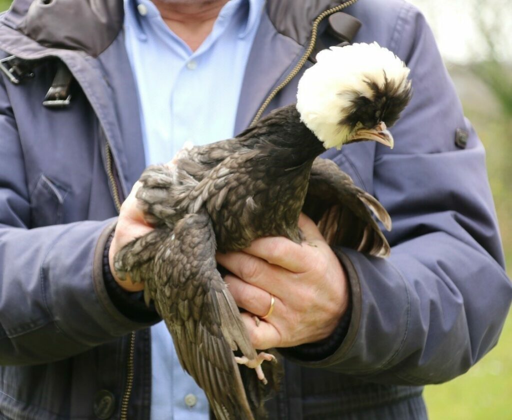 apprivoiser une poule