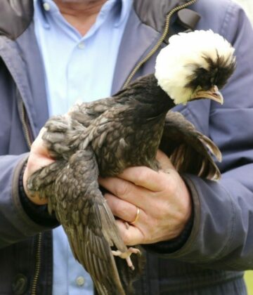 apprivoiser une poule