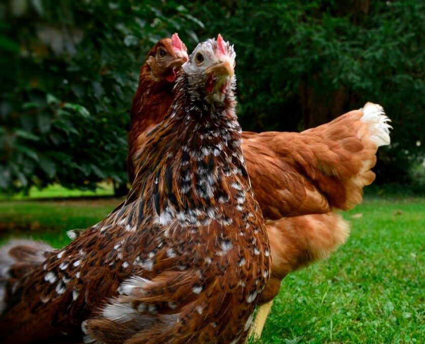Combien de temps vit une poule ? Magalli Combien de temps vit une poule ? Magalli