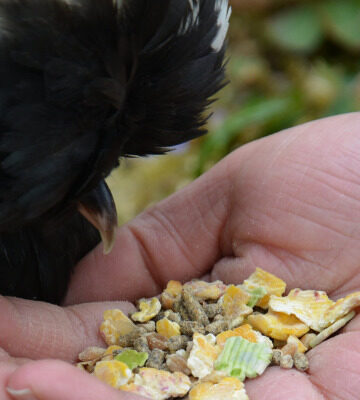 poule aliment magalli