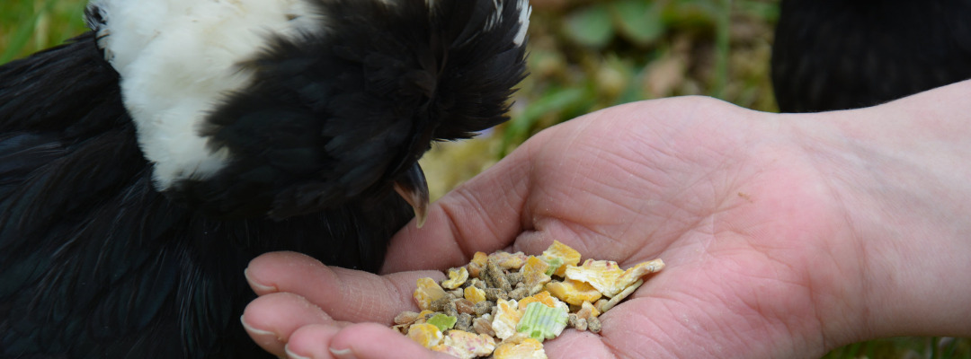 poule aliment magalli