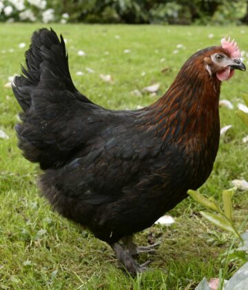 Poule marans