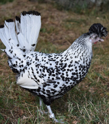 Poule Appenzelloise en situation