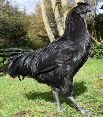Ayam Cemani - en situation