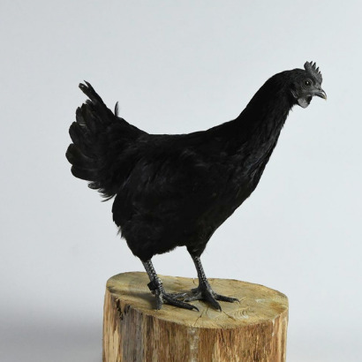 Poule sonore noire - 22 cm