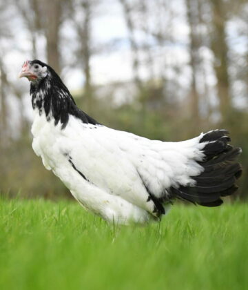 Lakenvelder herbe