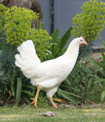 Poule Azur