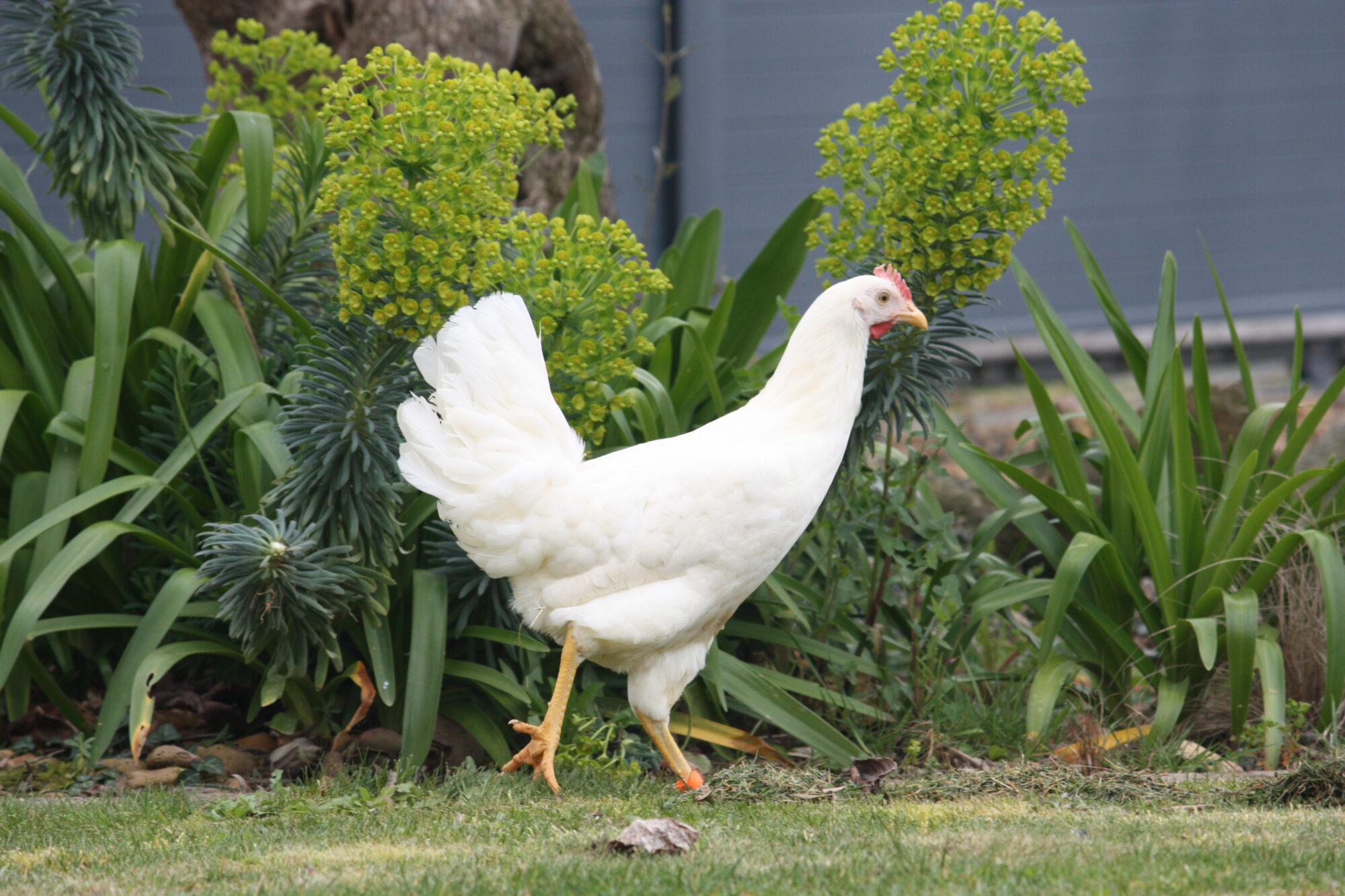 Poule Coucou - La poule pondeuse Coucou - Magalli