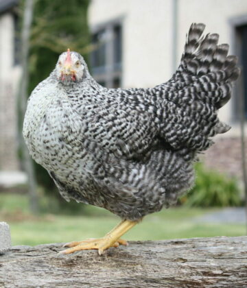 poule Coucou