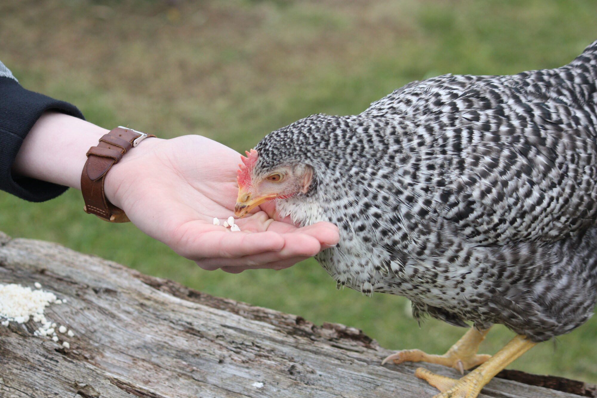 Poule Coucou - La poule pondeuse Coucou - Magalli