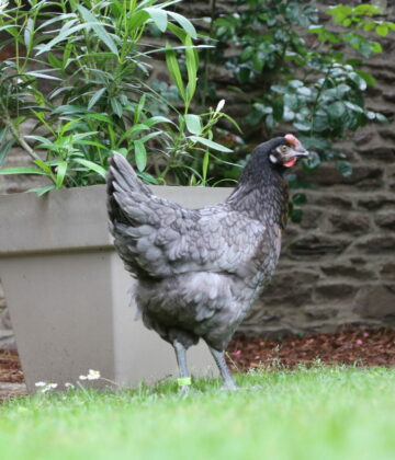 Poule grise cendré