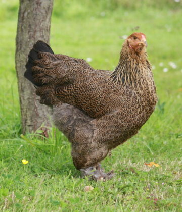 Poule Brahma