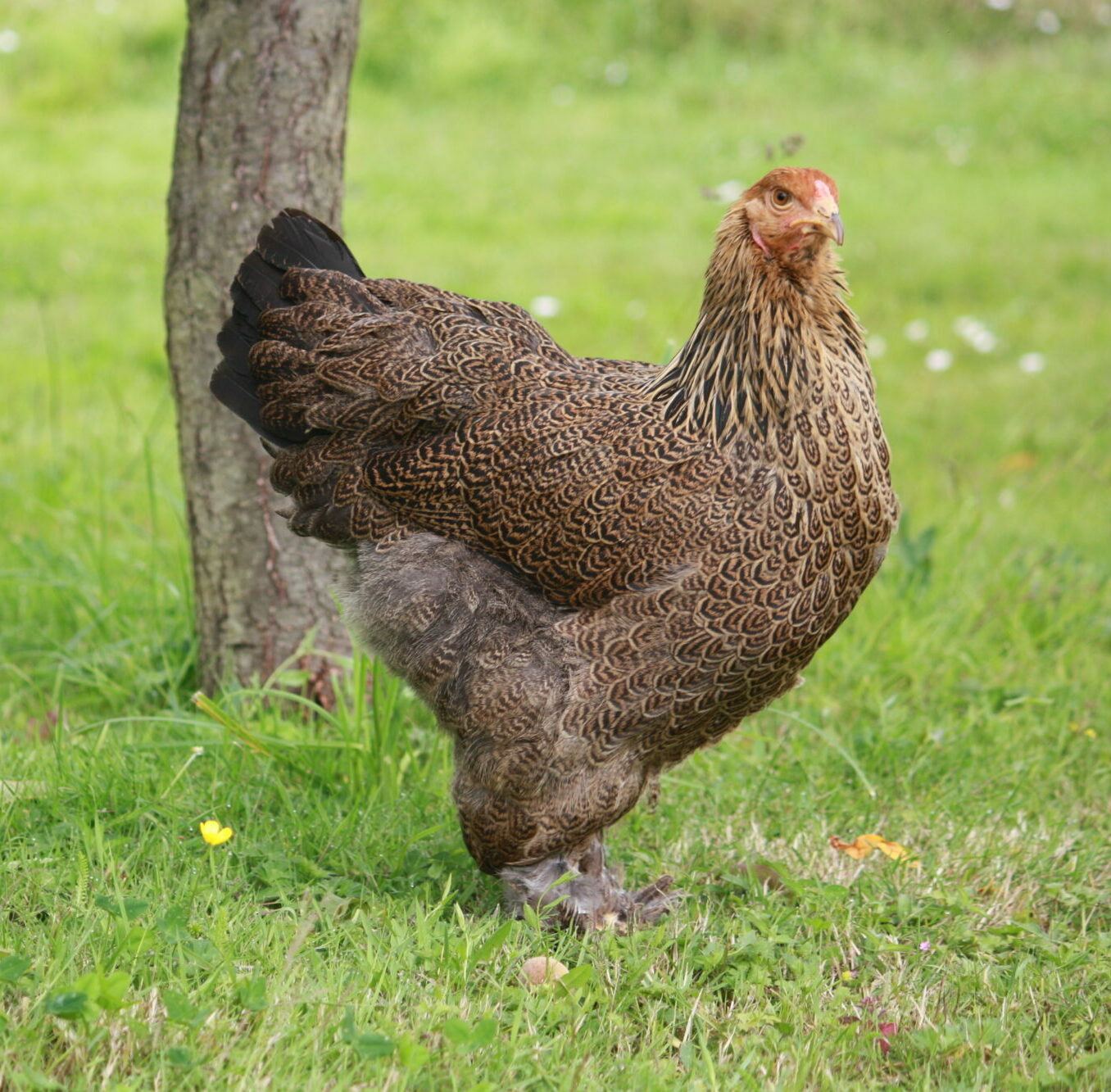 Poule Brahma