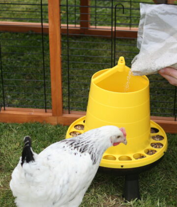 Poule consommant du grit MAGALLI pour une meilleure digestion