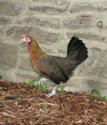 POULE ARDENNAISE