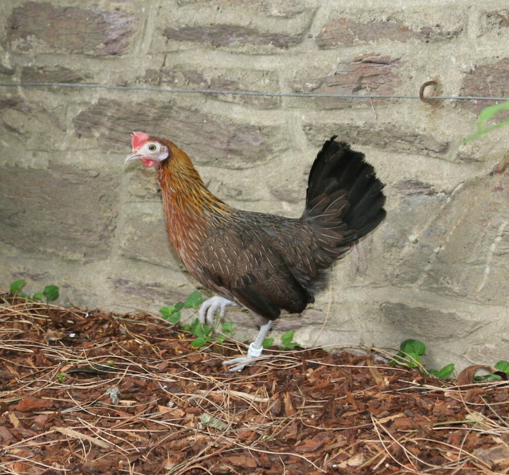 Poule Ayam Cemani - La poule d'ornement Ayam Cemani - Magalli