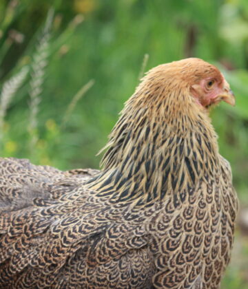 POULE BRAHMA PERDRIX