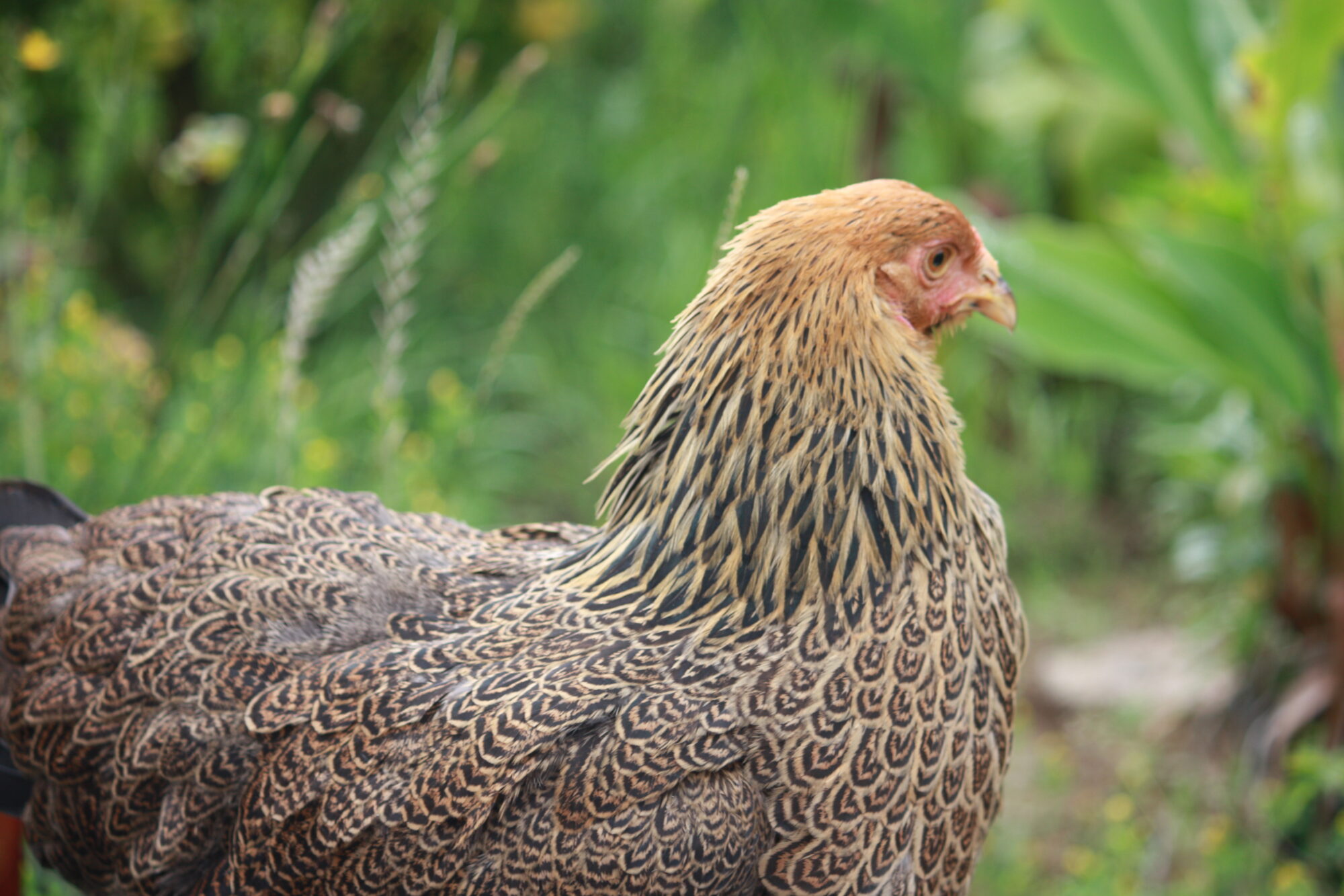 POULE BRAHMA PERDRIX