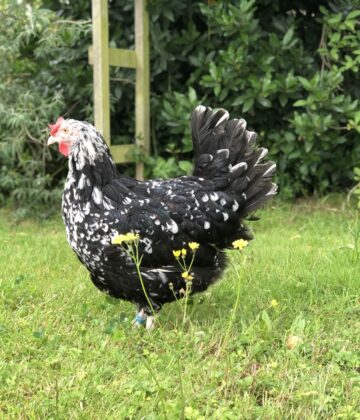 POULE GOURNAY