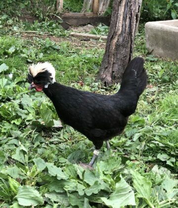 POULE HOLLANDAISE HUPPÉE NOIRE