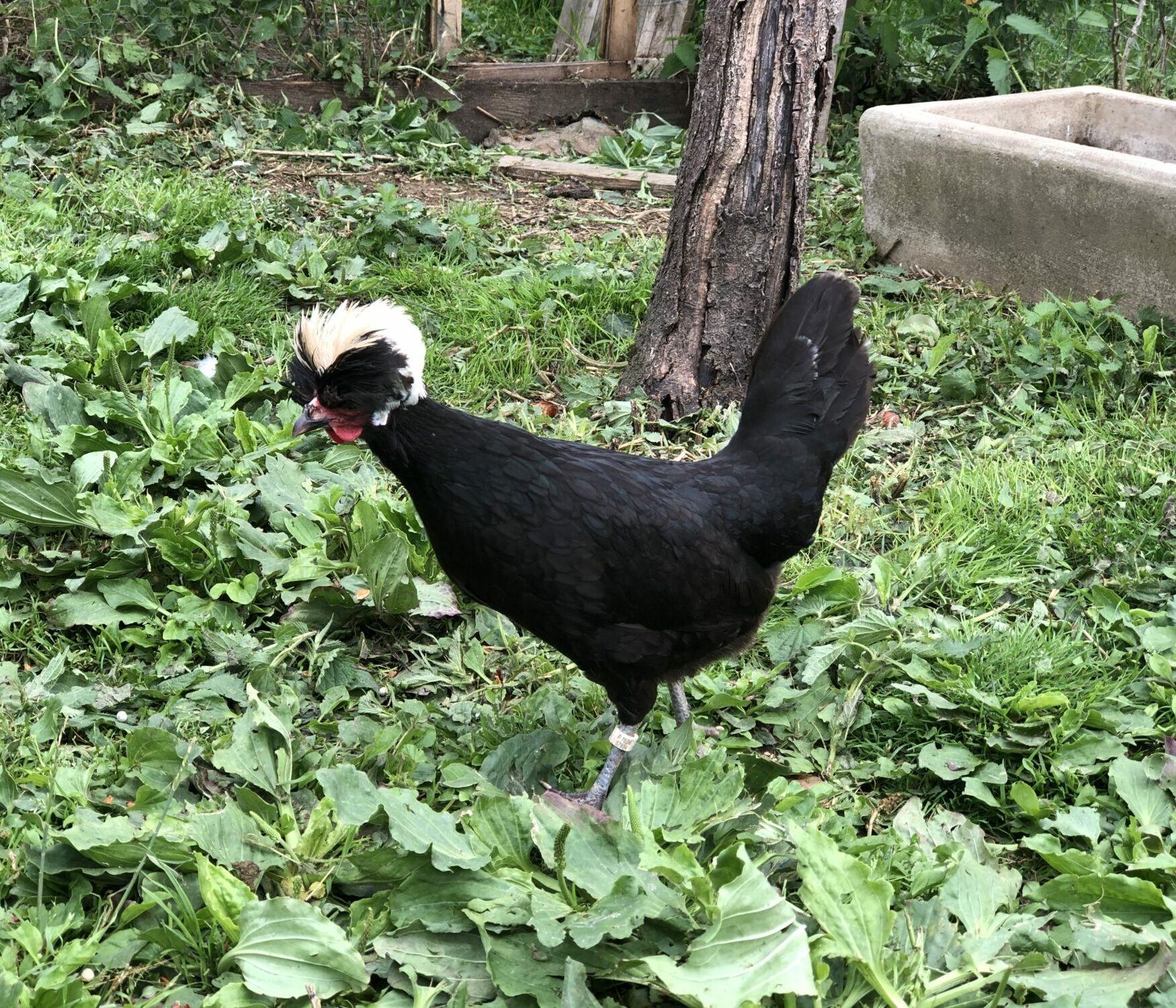 POULE HOLLANDAISE HUPPÉE NOIRE