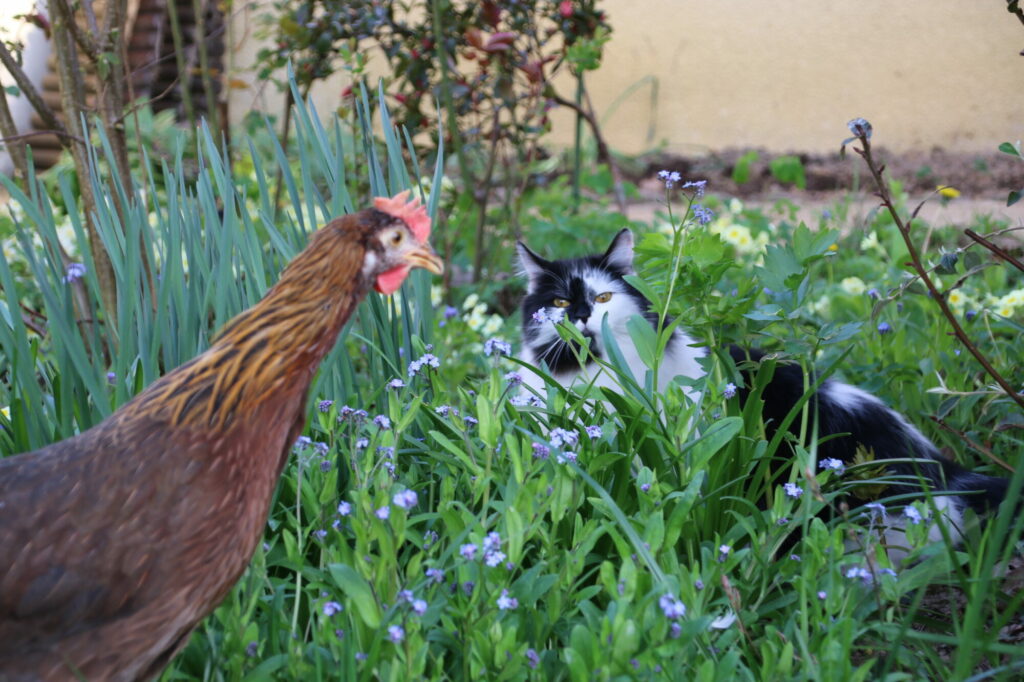 POULE LEGHORN DOREE - Chat 