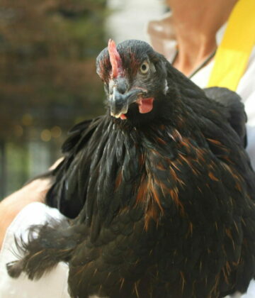 Poule Marans apprivoisée