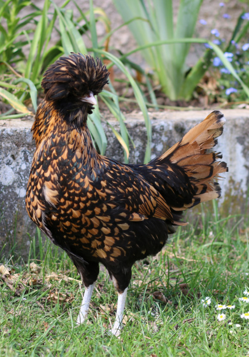 Poule Jocelyne (décorée) Couleur Noir Taille petit modèle