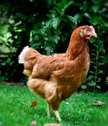 Poule Rousse