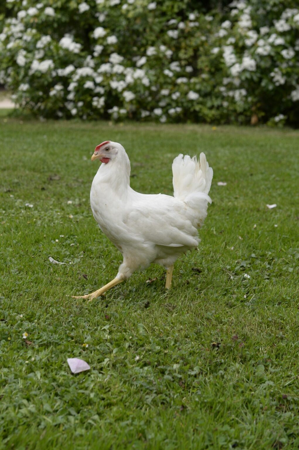 Poule Blanche La poule pondeuse Blanche Magalli