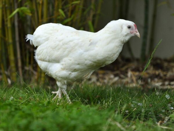 Poule émeraude