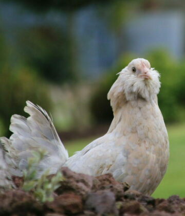 Poule Barbue D'uccle