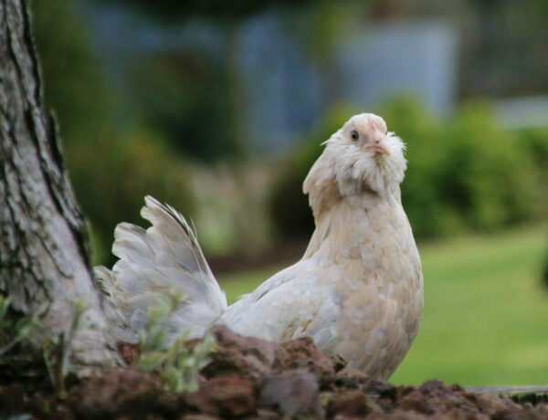 Poule Barbue D'uccle