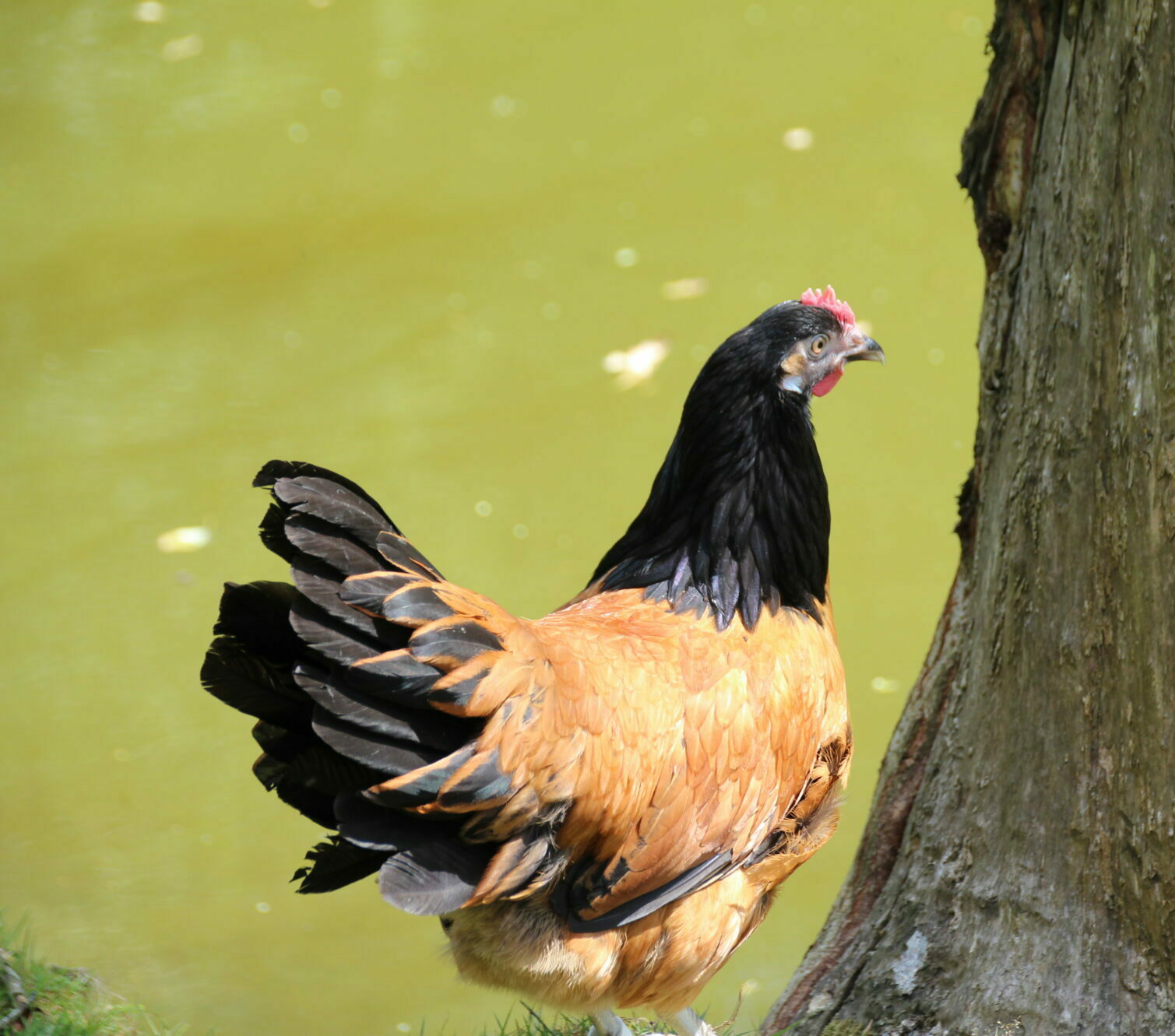 Poule Vorwerk