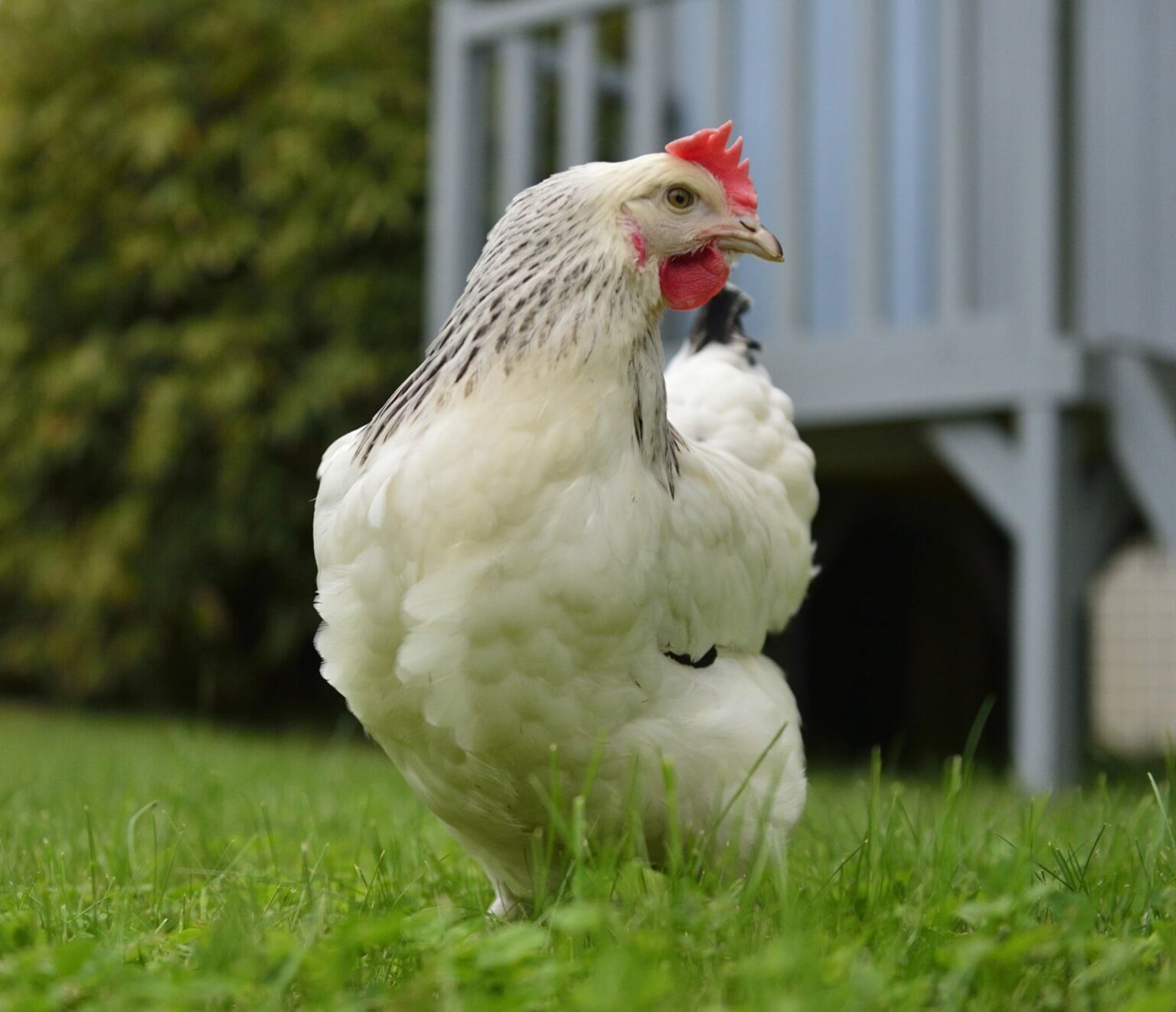 Poule Sussex La poule pondeuse Sussex Magalli